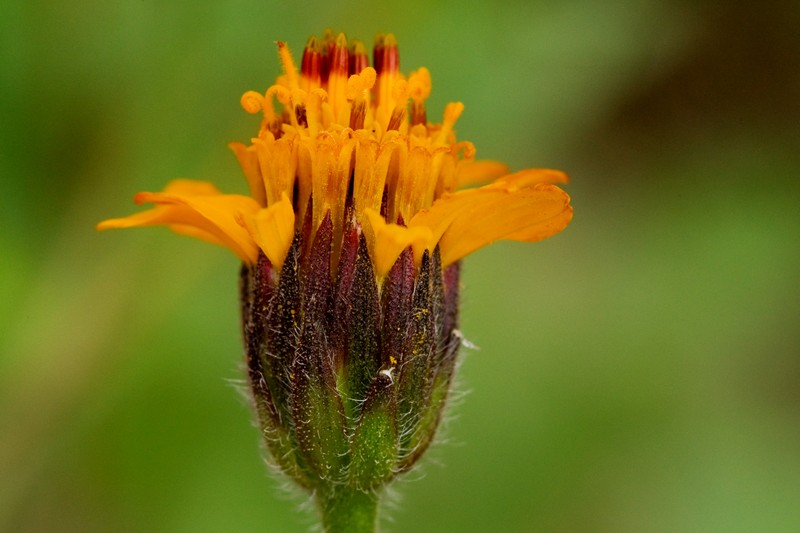 Annual Bushsunflower photo 2