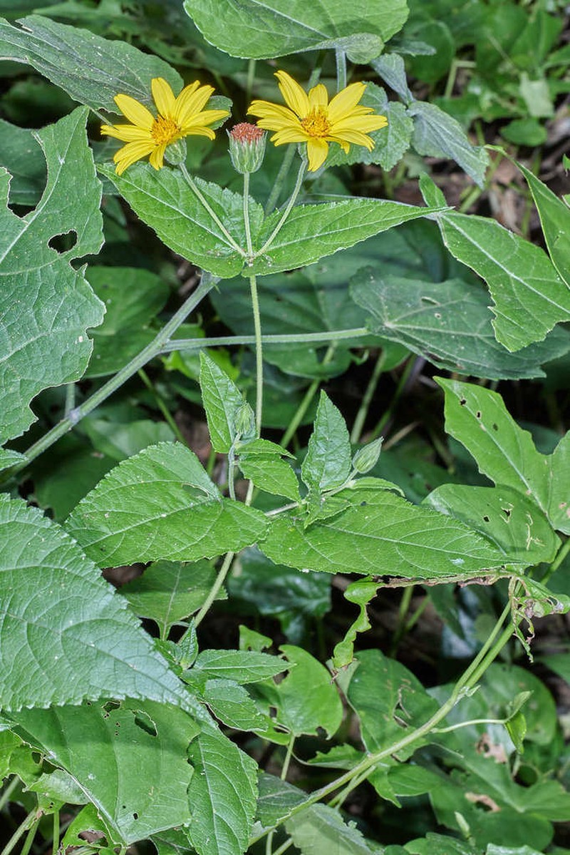 Simsia molinae