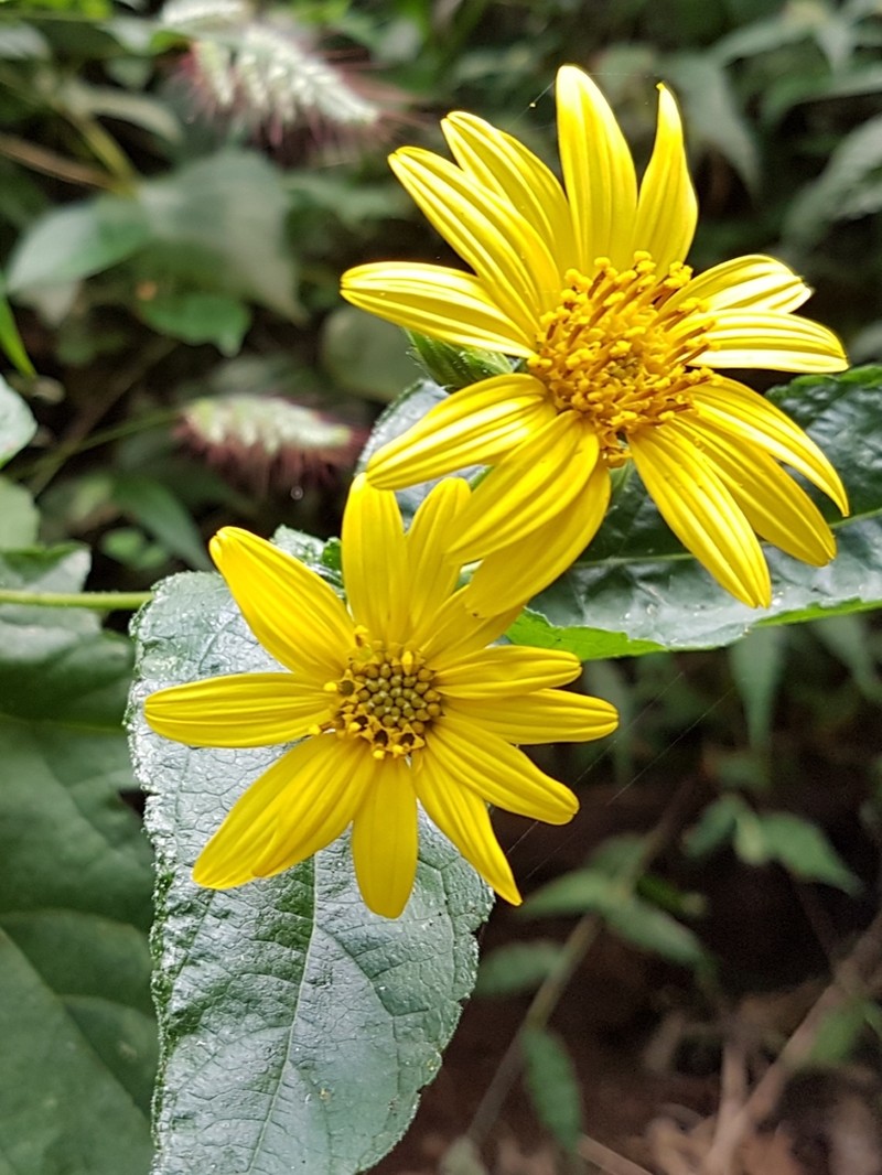 Simsia molinae photo 2