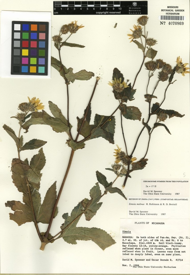 Simsia molinae photo 3