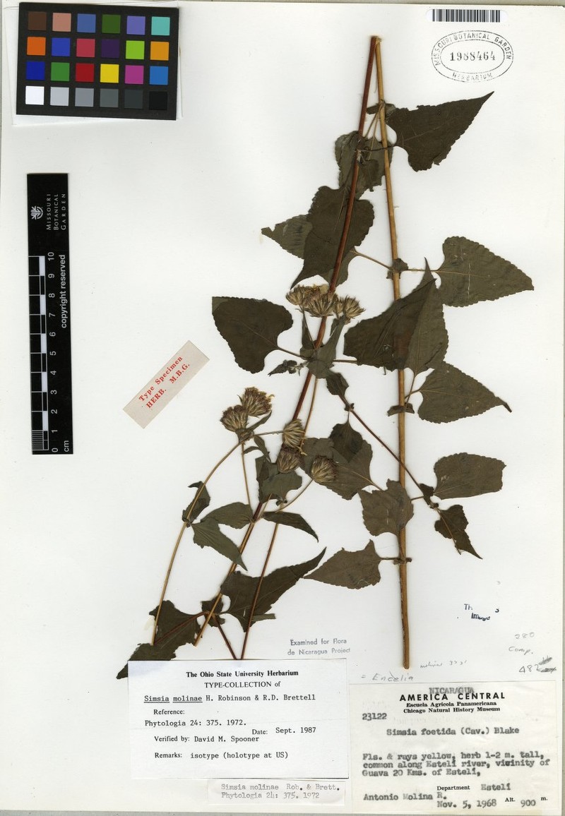 Simsia molinae photo 4