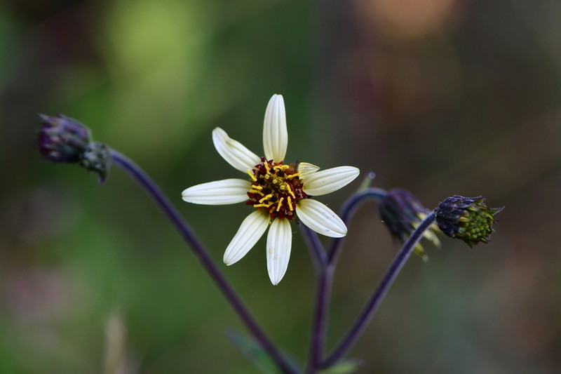 Simsia ovata