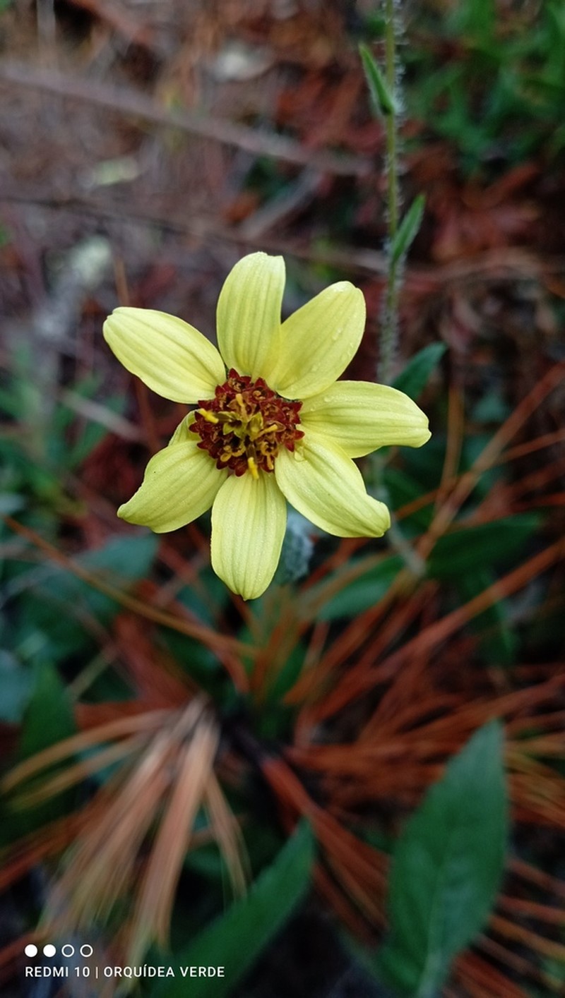 Simsia ovata photo 3