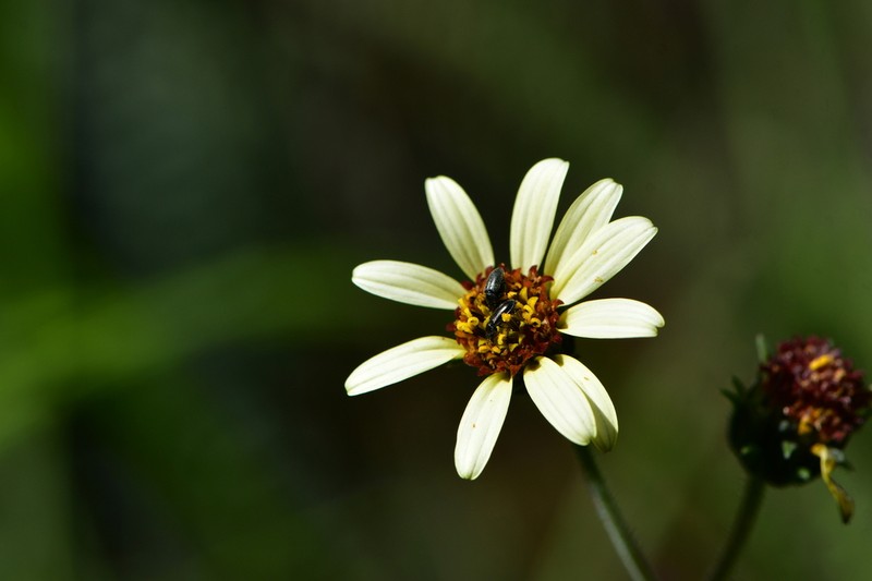 Simsia ovata photo 4
