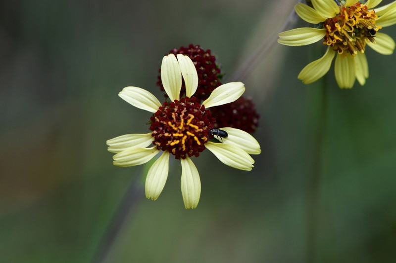 Simsia ovata photo 5