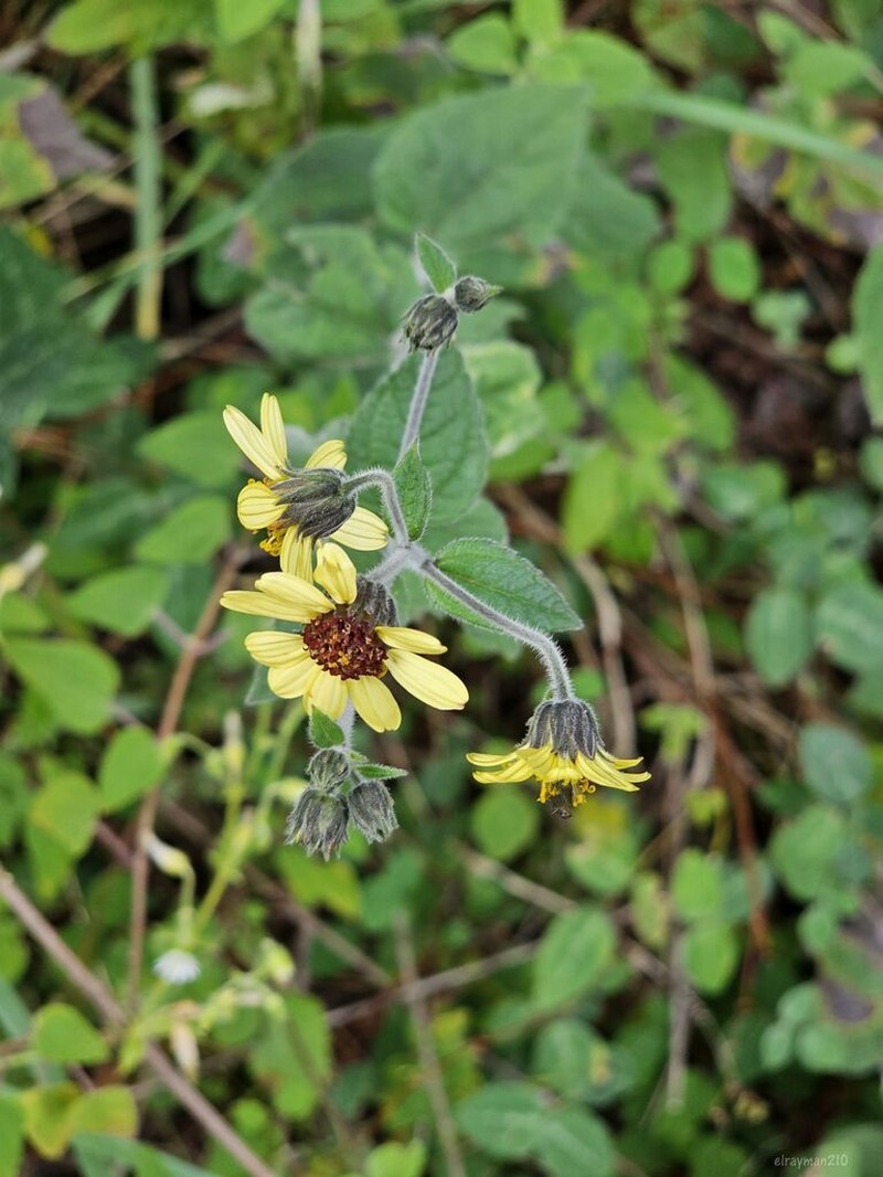 Simsia ovata photo 6