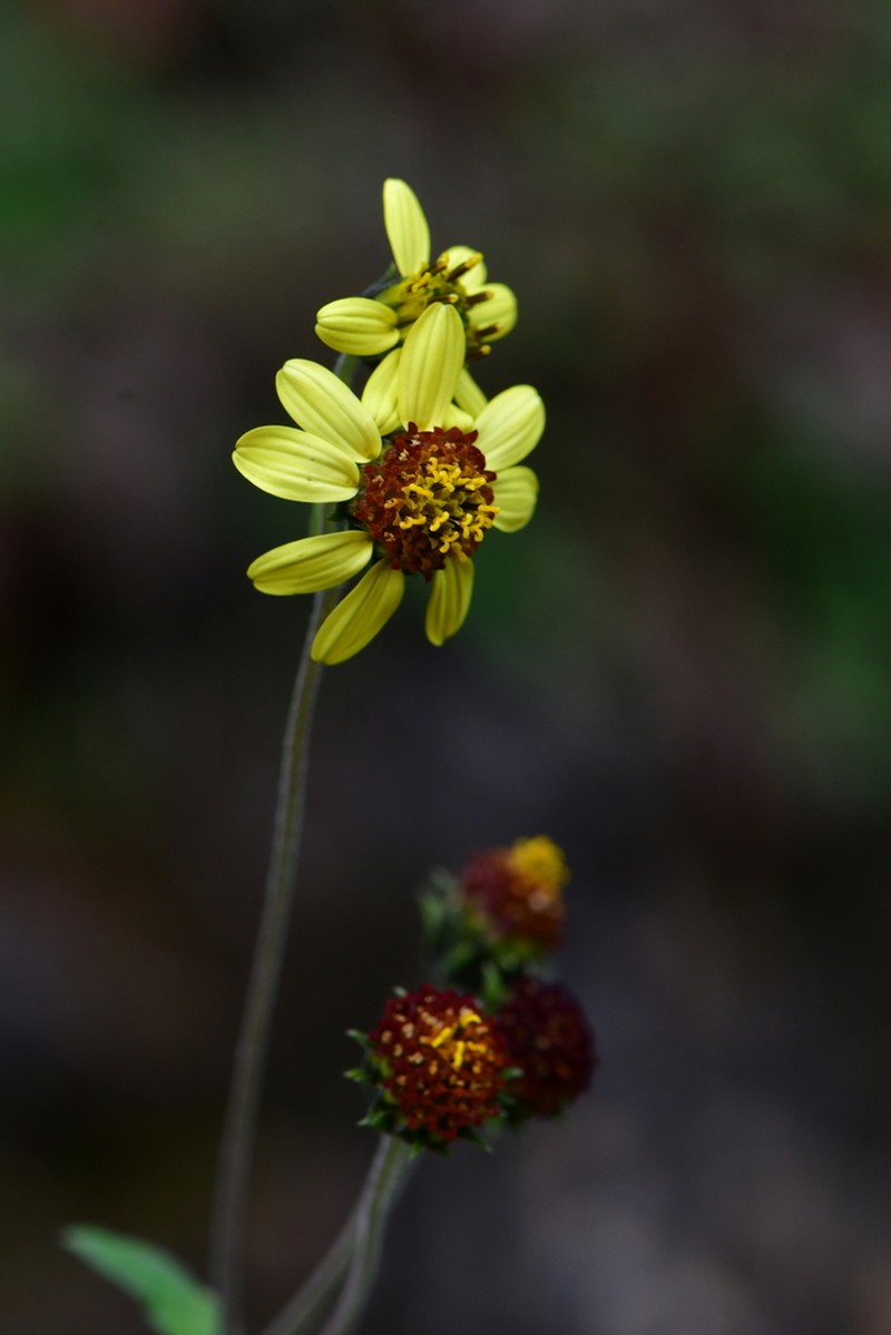 Simsia ovata photo 8