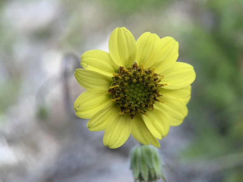 Simsia rhombifolia photo 2