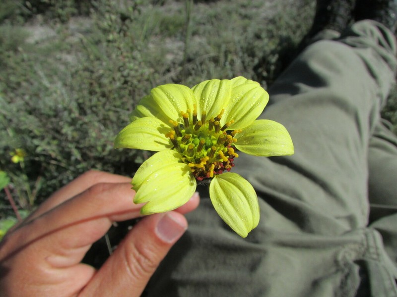 Simsia rhombifolia photo 4
