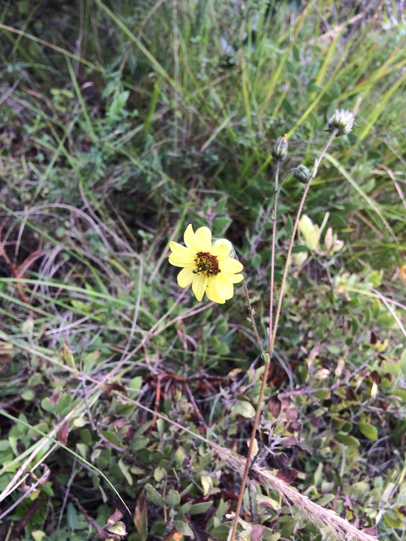 Simsia rhombifolia photo 5