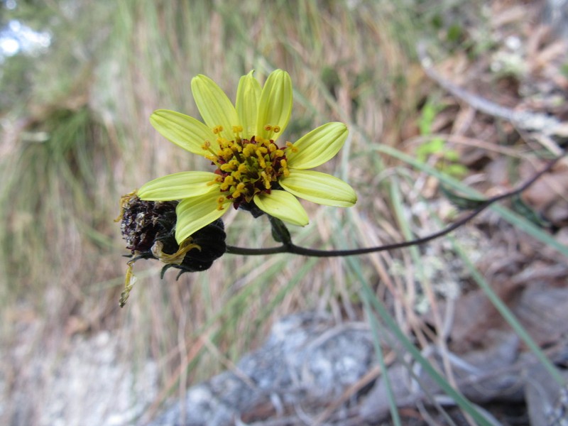 Simsia rhombifolia photo 6