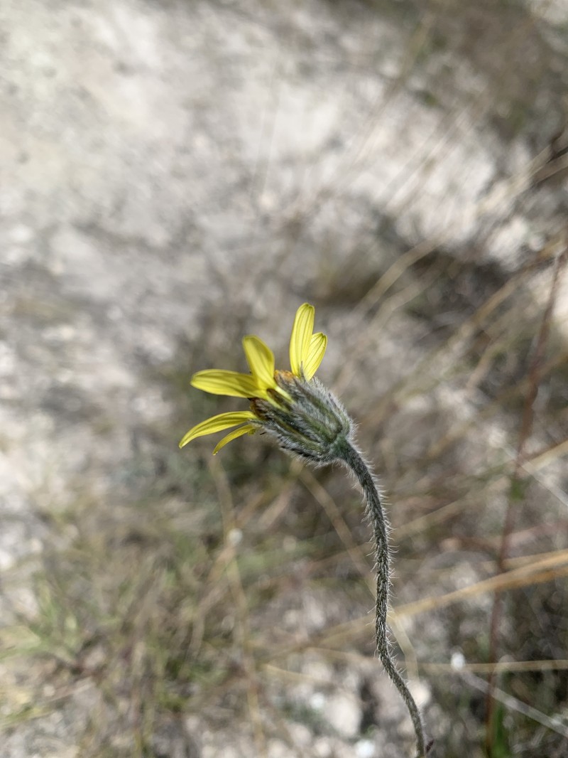 Simsia rhombifolia photo 7