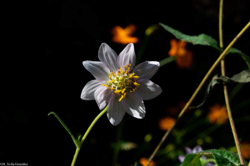 Simsia sanguinea photo 6