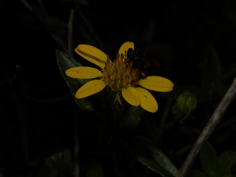 Simsia santarosensis