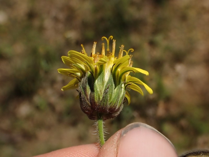Simsia setosa