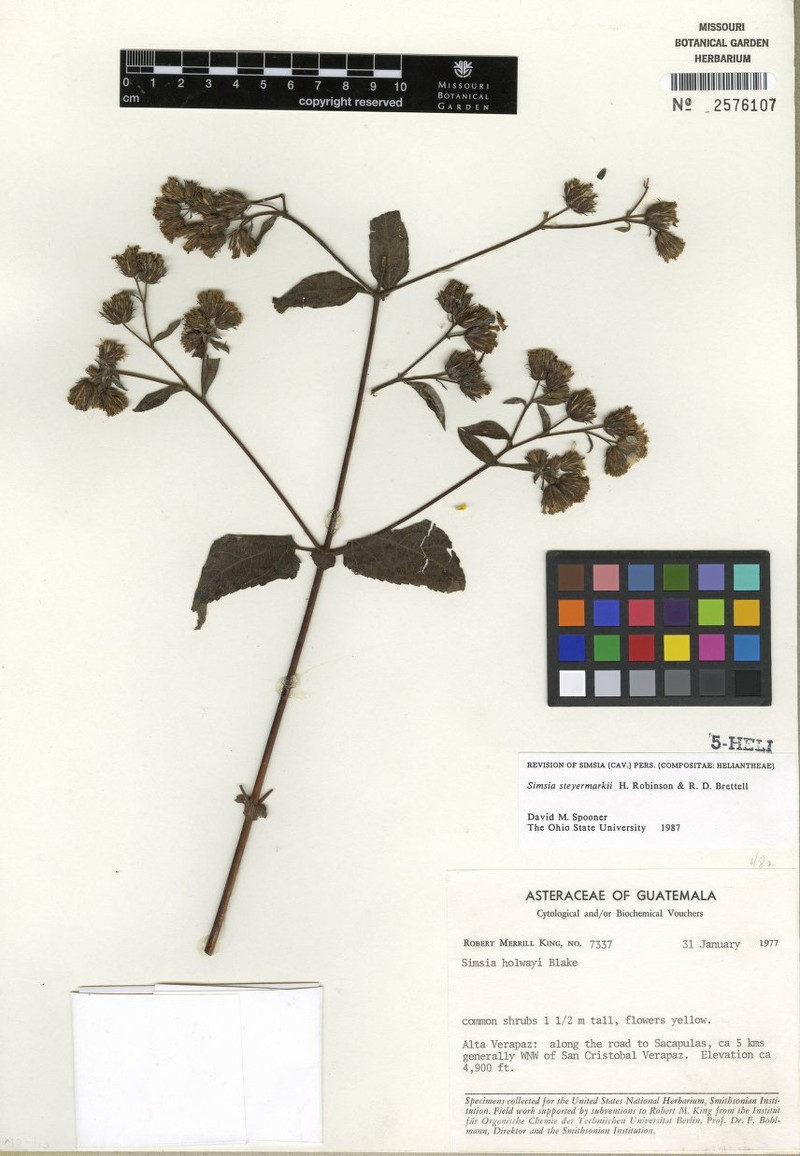 Simsia steyermarkii