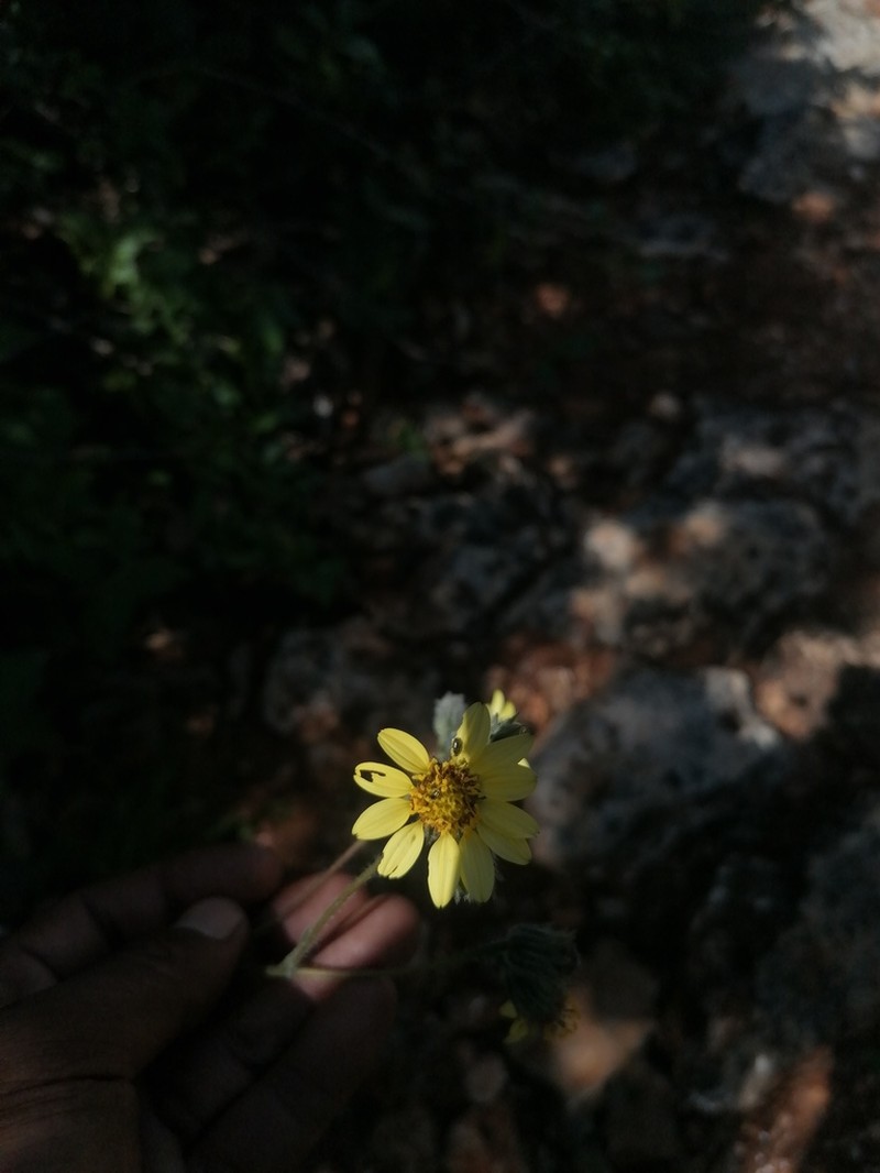Simsia sylvicola