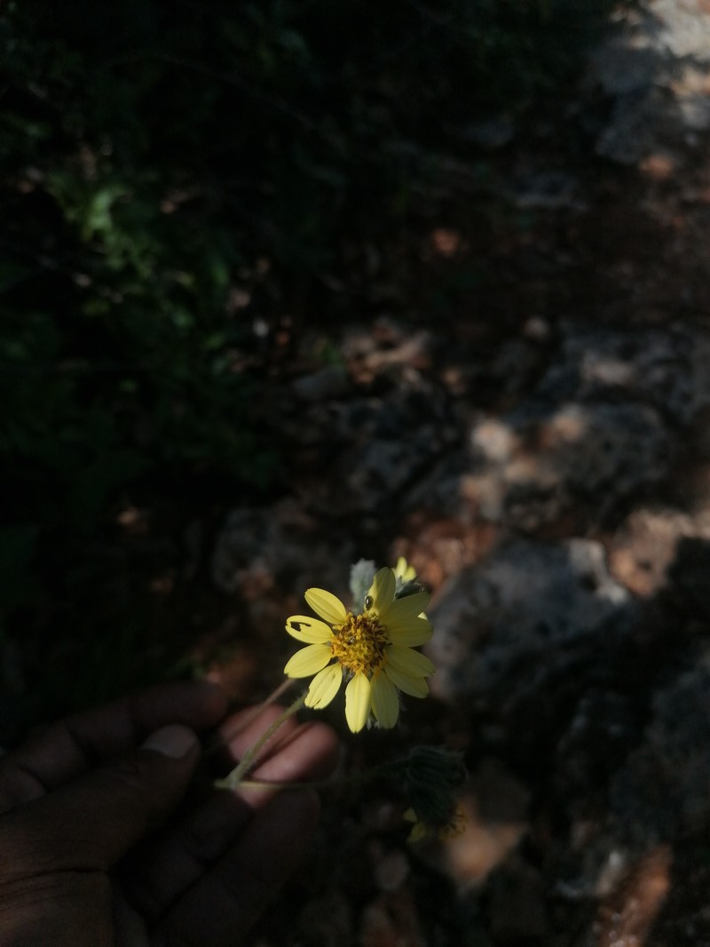 Simsia sylvicola photo 2