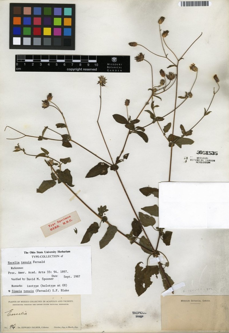 Simsia tenuis