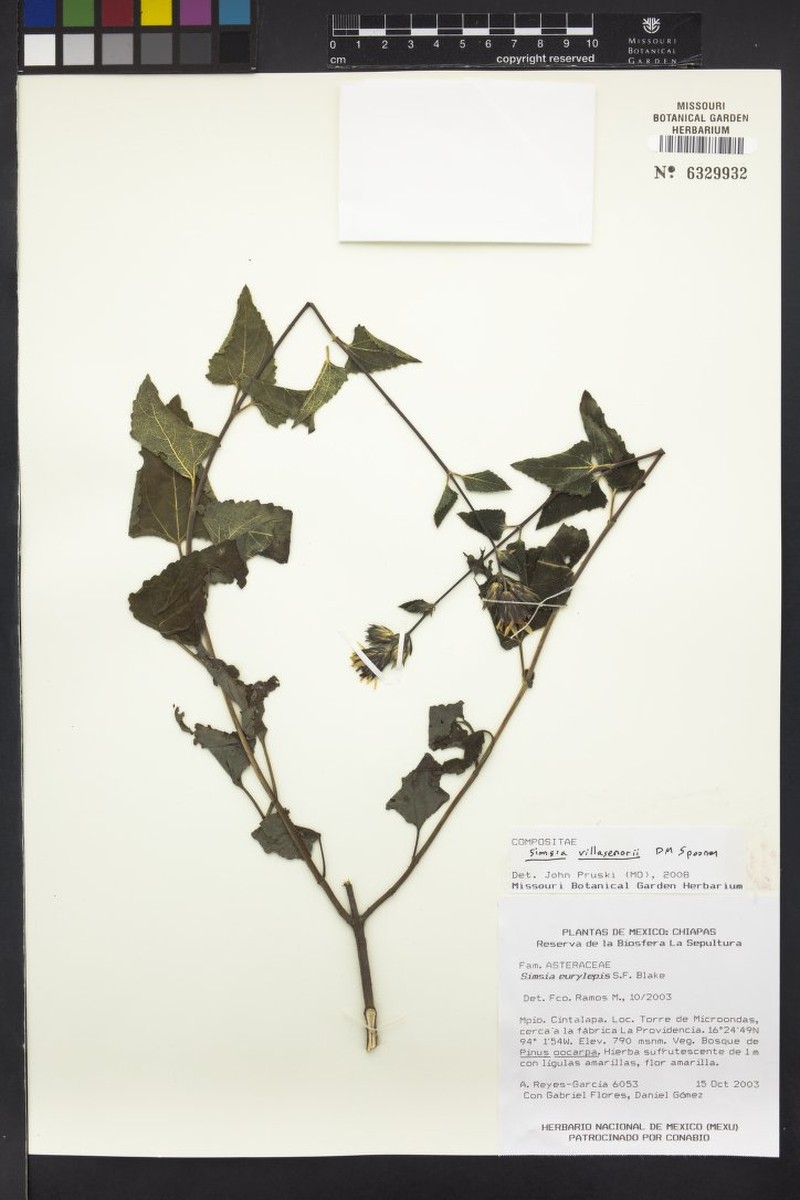Simsia villasenorii