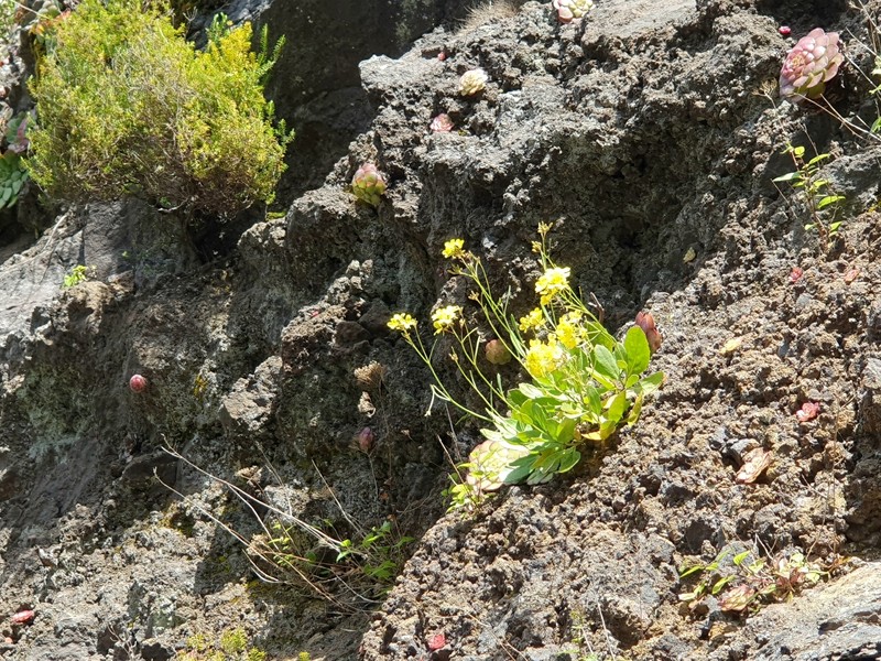 Sinapidendron frutescens subsp. frutescens
