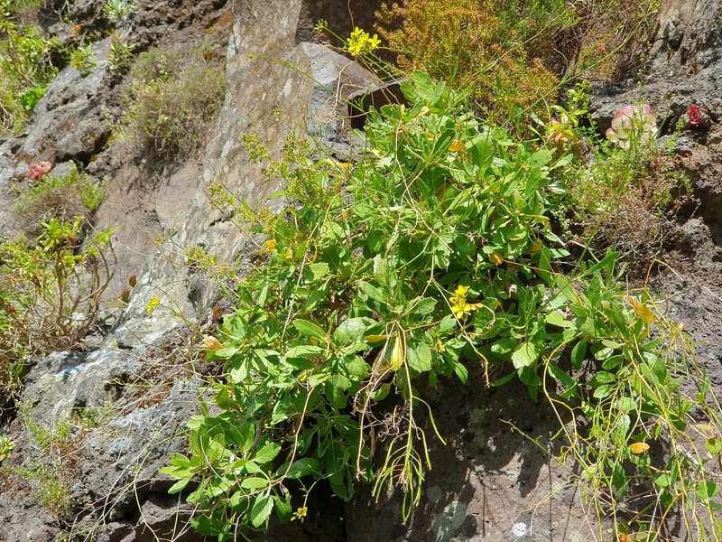 Sinapidendron frutescens subsp. frutescens photo 2