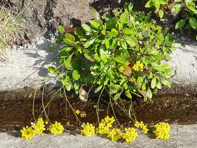 Sinapidendron frutescens subsp. frutescens photo 3