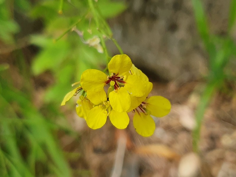 Sinapidendron frutescens subsp. frutescens photo 4