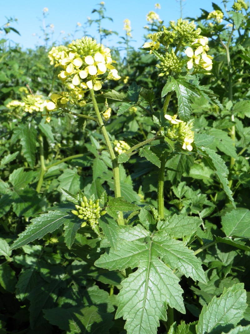 White Mustard photo 3