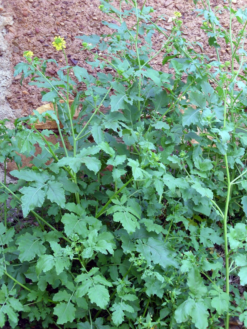 White Mustard photo 4