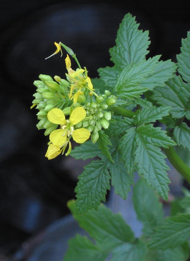 White Mustard photo 5
