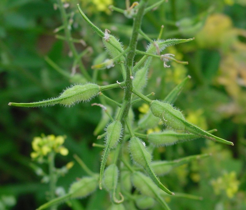 White Mustard photo 6