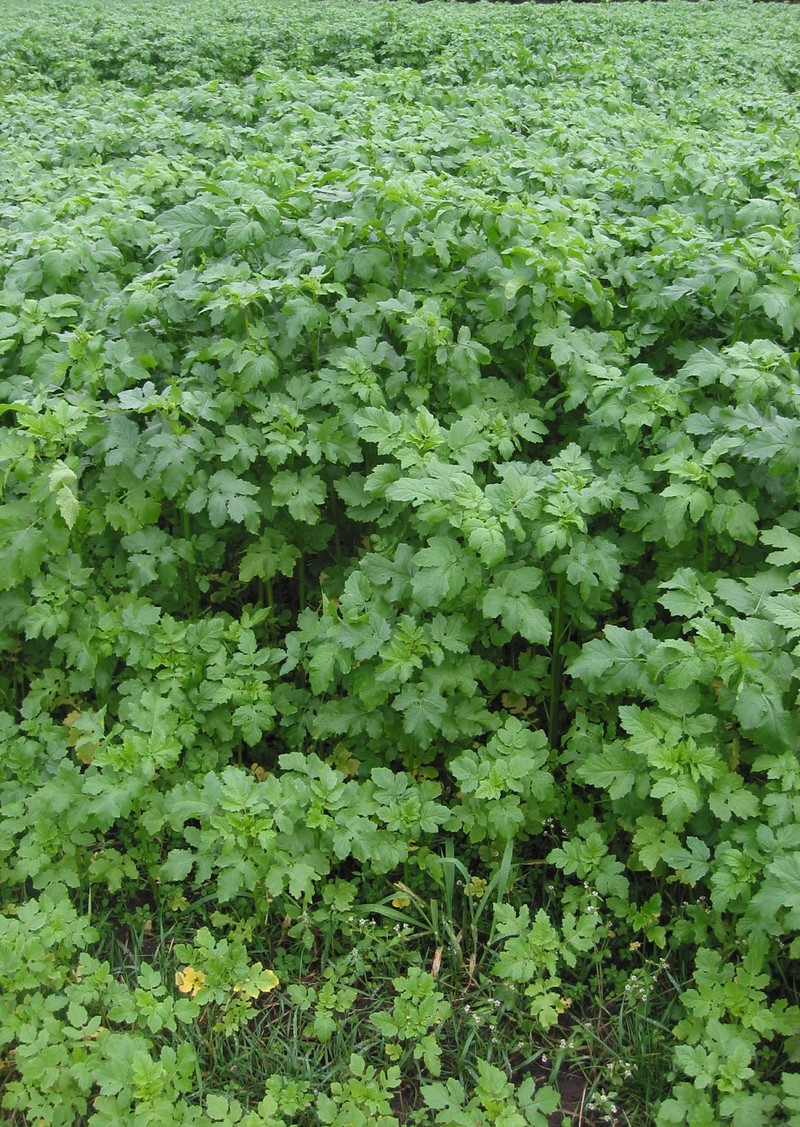 White Mustard photo 7