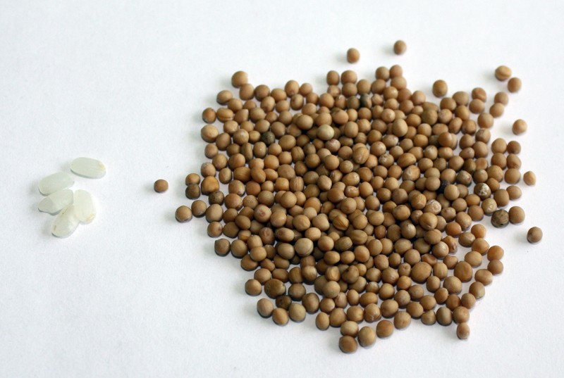 White Mustard photo 8