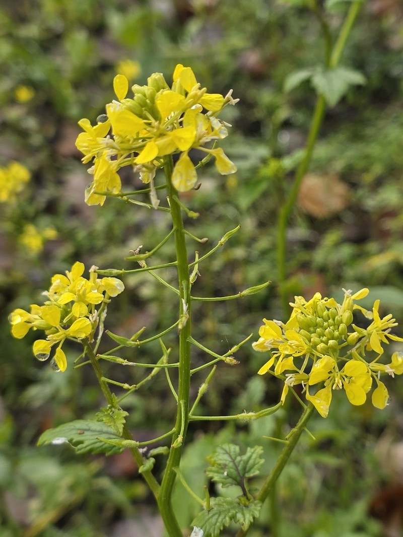 San Luis Yellowcress