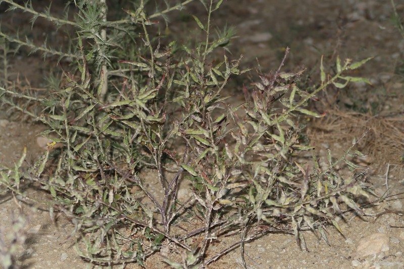 San Luis Yellowcress photo 2