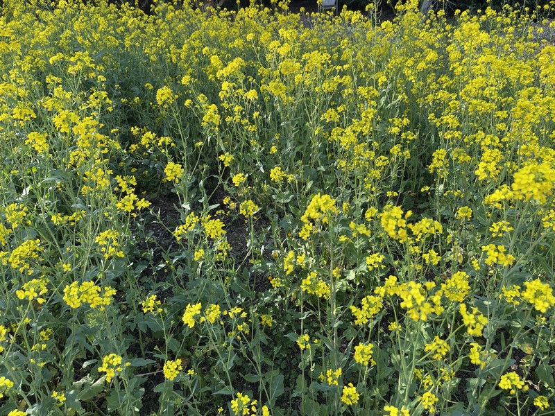 Charlock Mustard photo 3