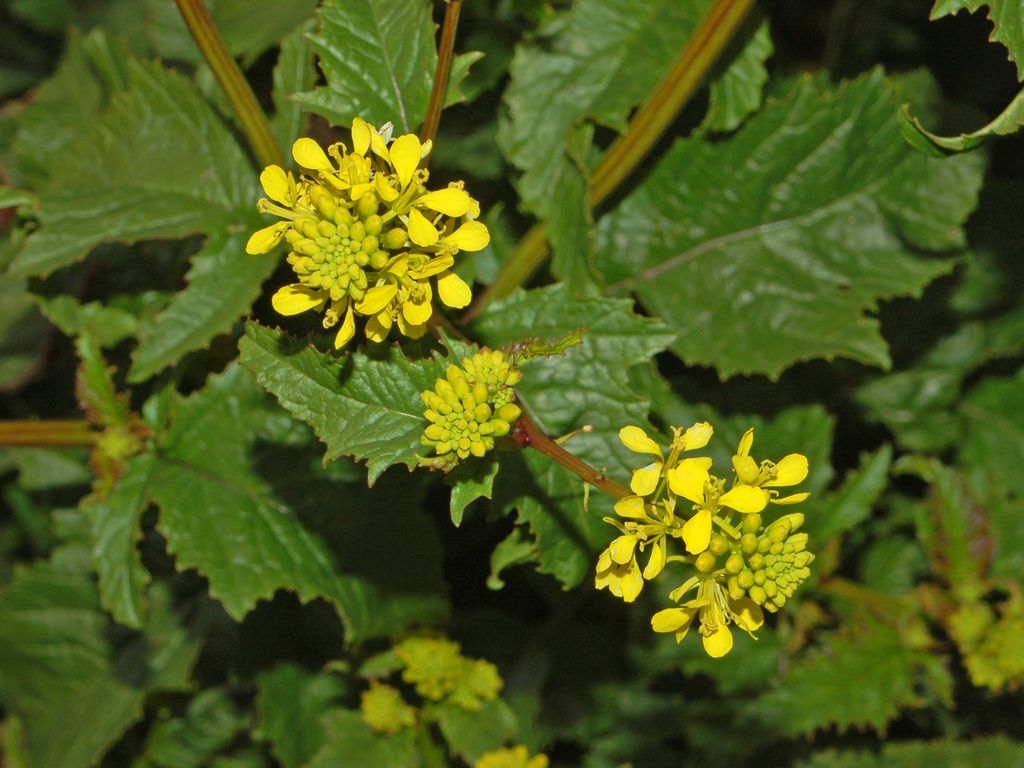 Charlock Mustard
