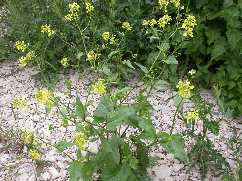 Charlock Mustard photo 2