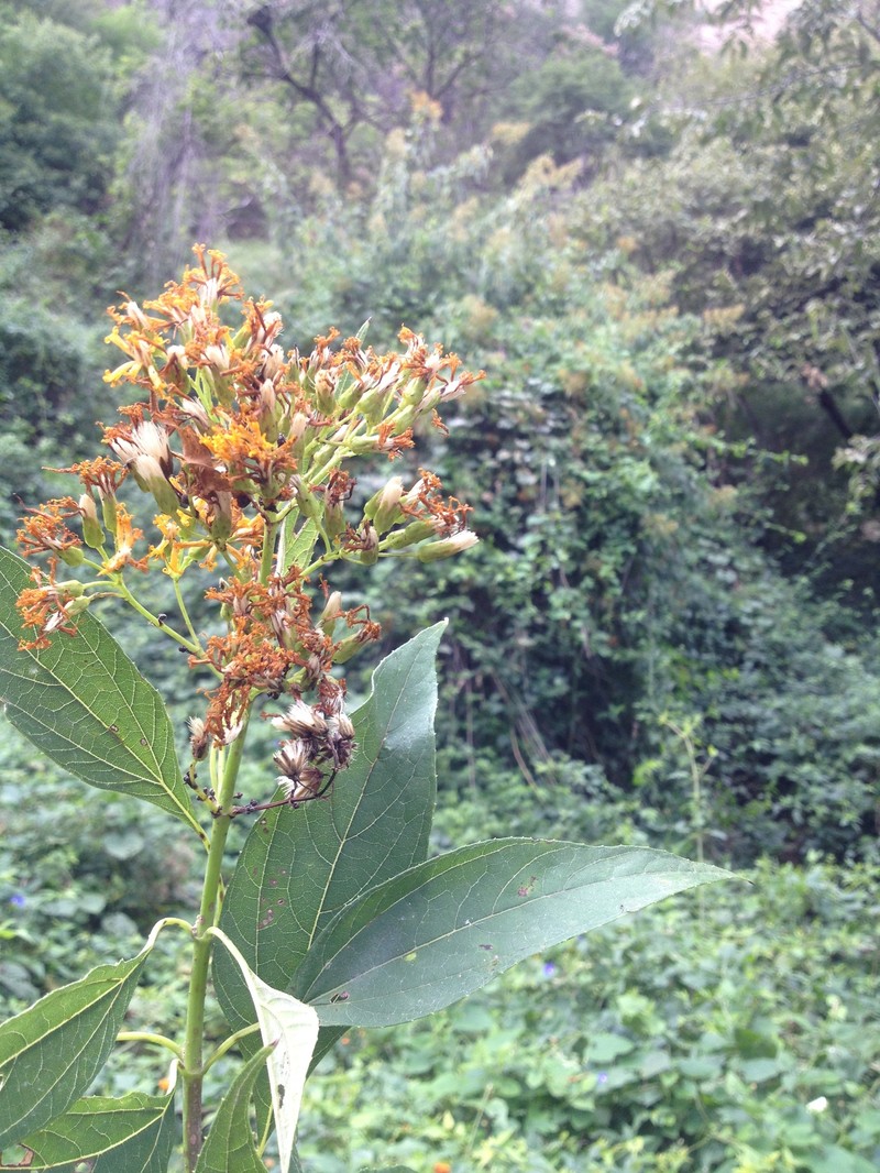 Sinclairia glabra var. glabra photo 2