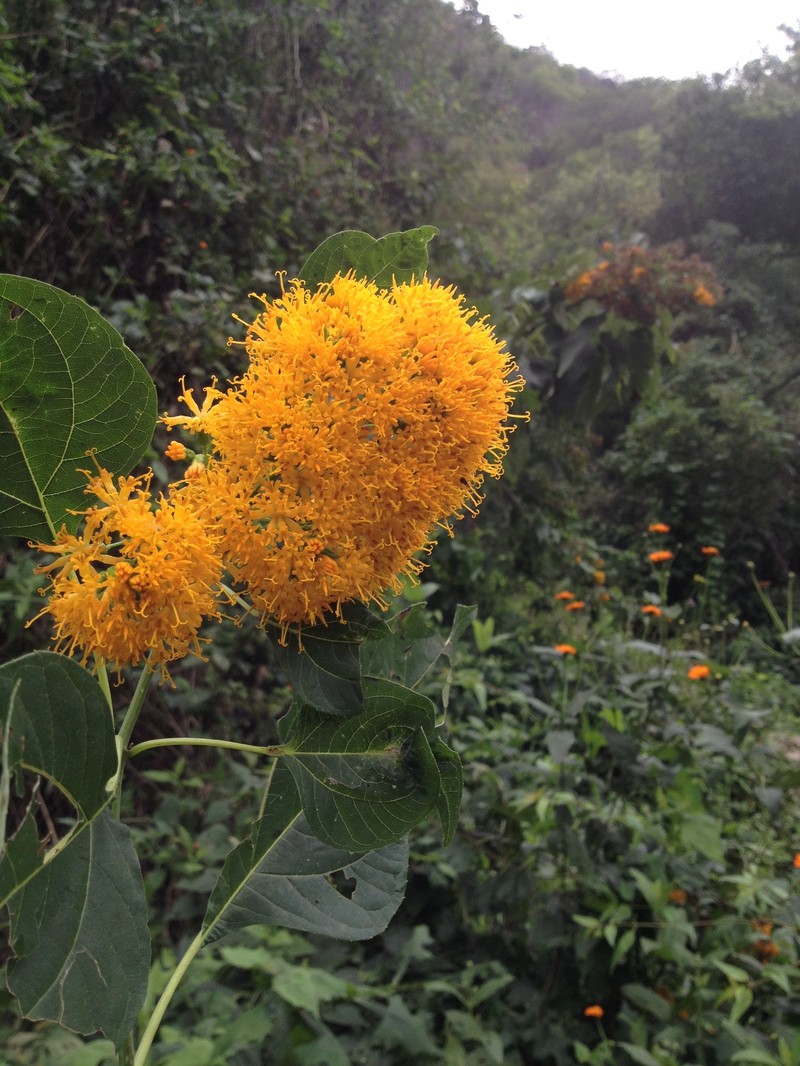 Sinclairia glabra var. glabra photo 3