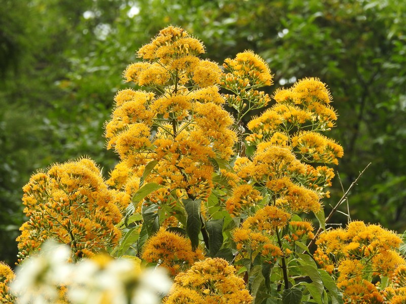 Sinclairia glabra var. glabra photo 4