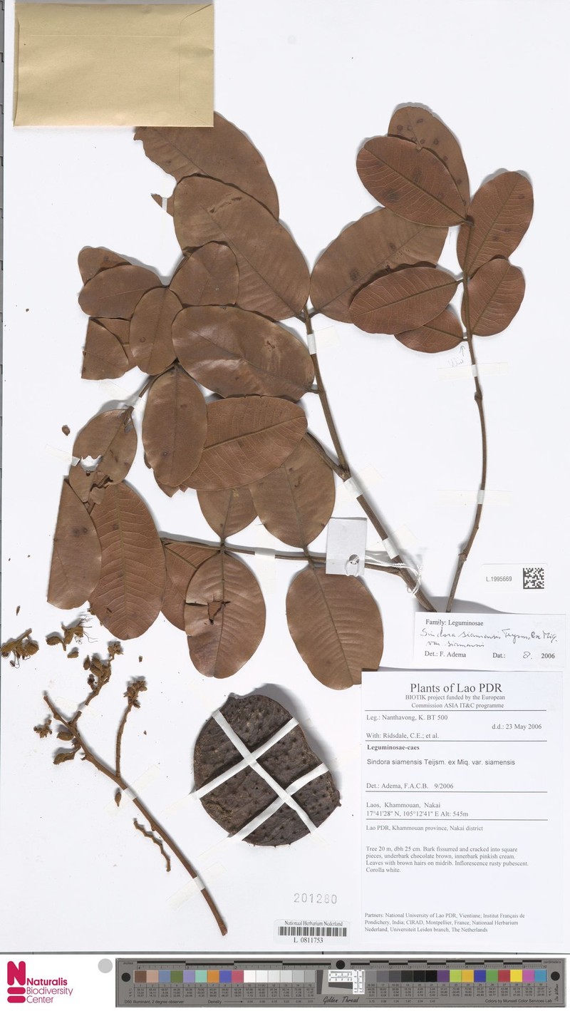 Sindora siamensis var. siamensis
