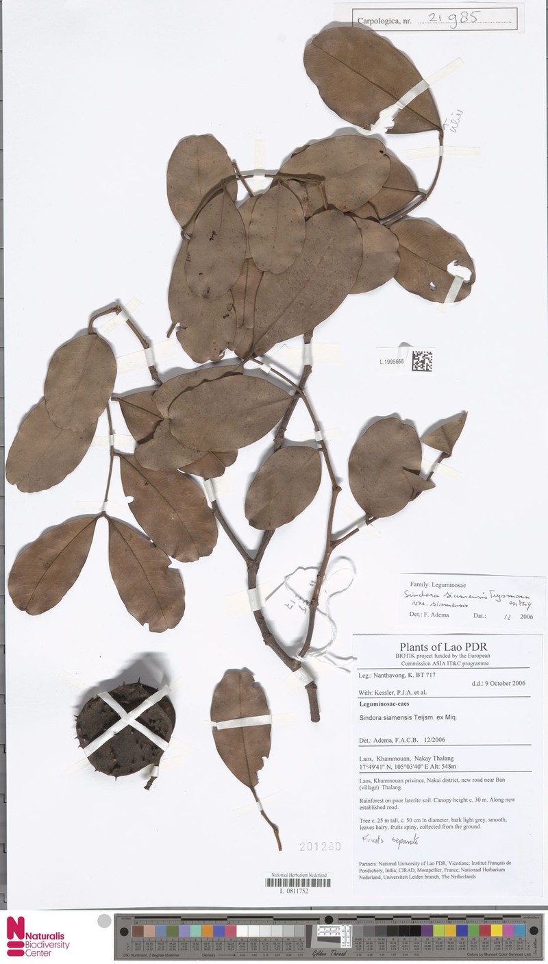 Sindora siamensis var. siamensis photo 2