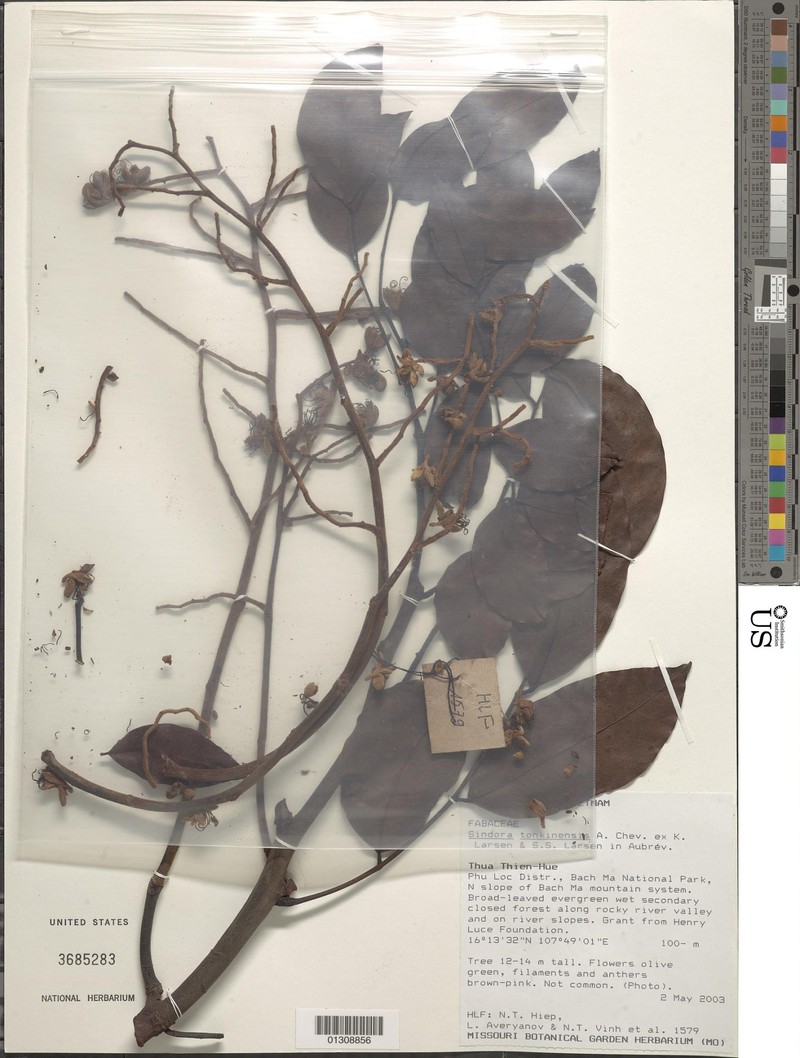 Sindora siamensis var. siamensis photo 3