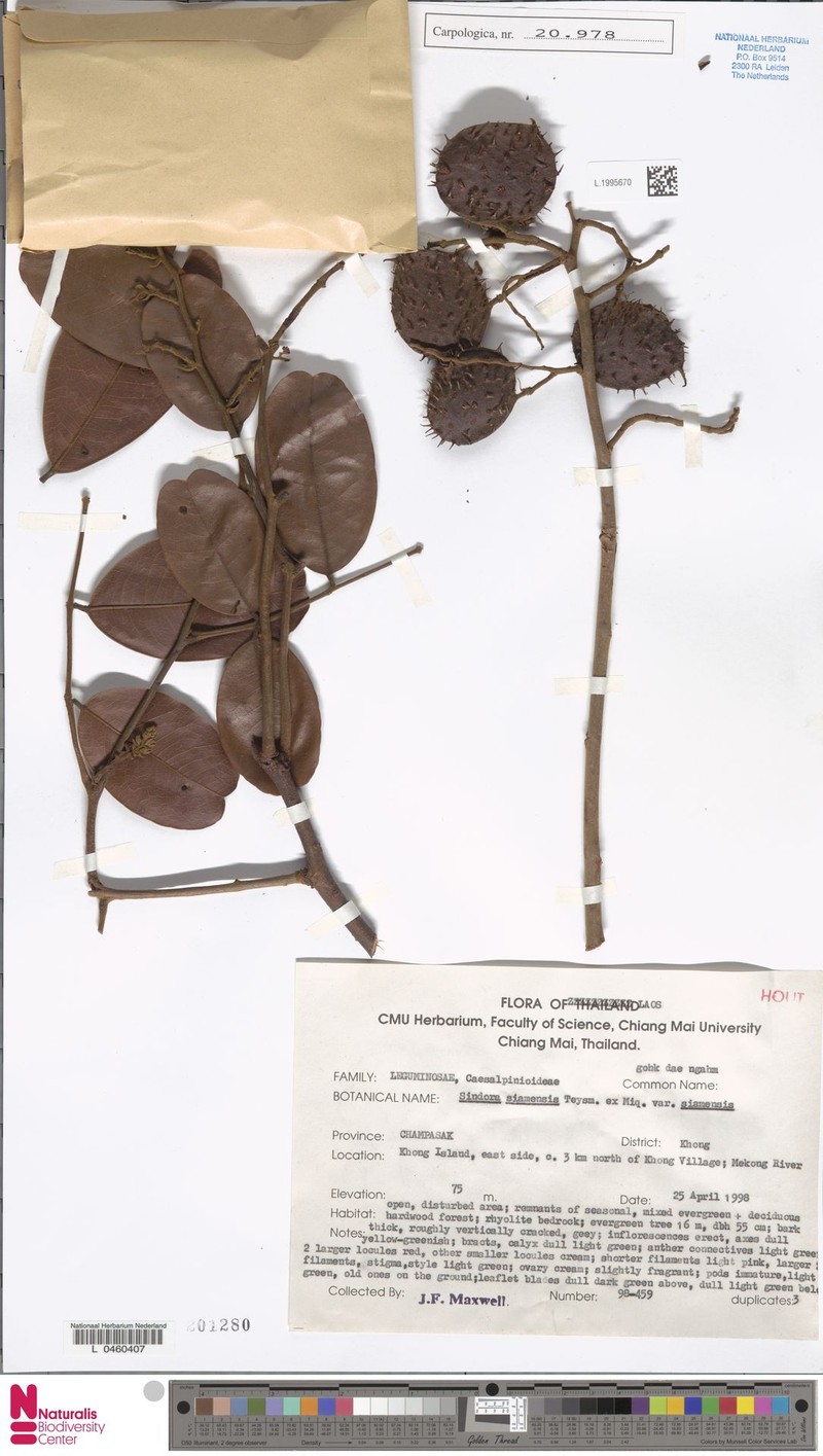 Sindora siamensis var. siamensis photo 4