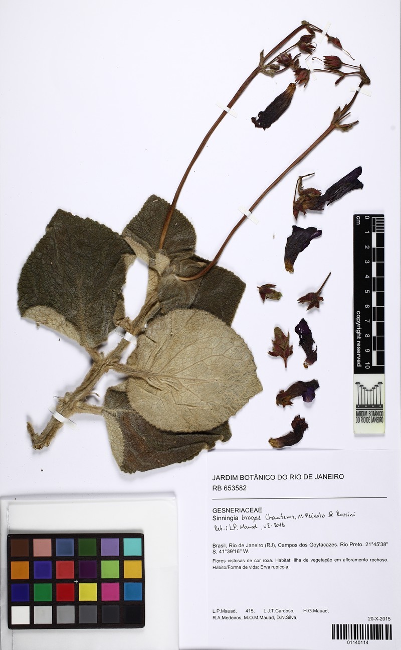 Sinningia bragae