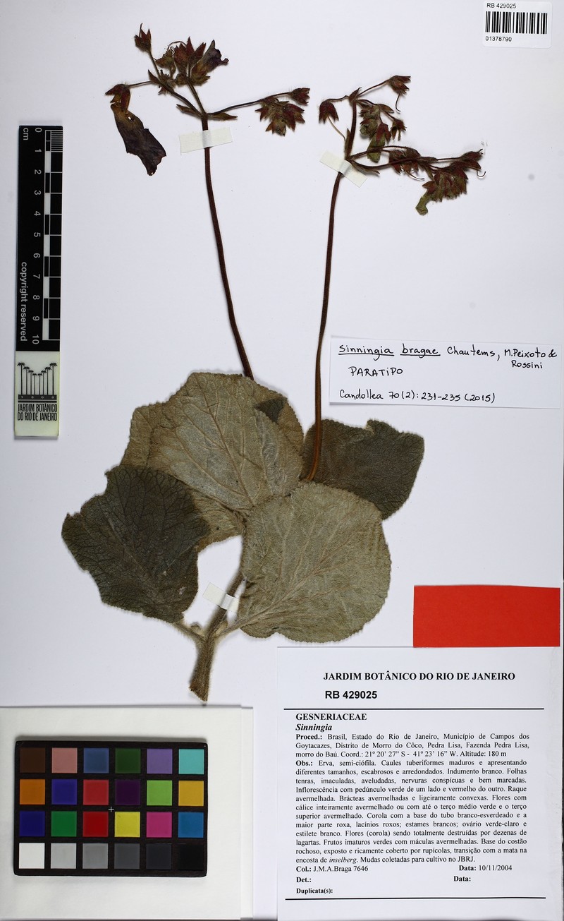 Sinningia bragae photo 2