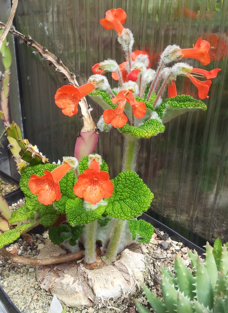 Sinningia bullata
