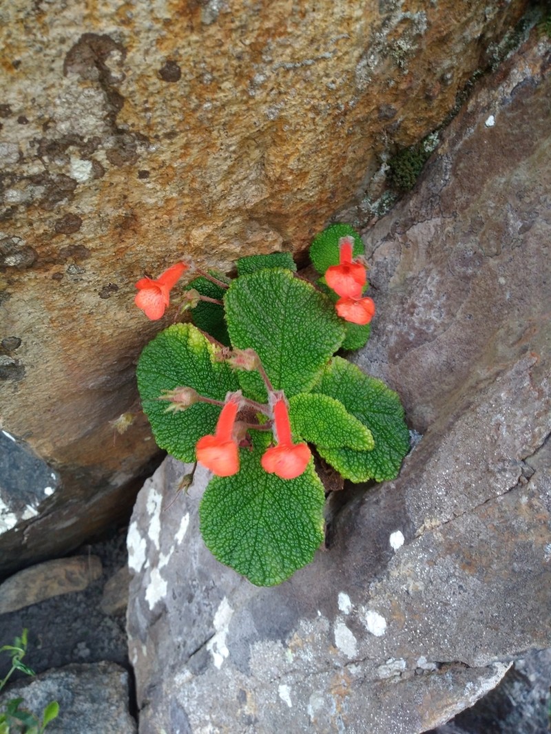 Sinningia bullata photo 3